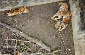 11 con hổ nuôi nhốt trái phép ở Thanh Hóa giờ ra sao?