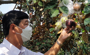 Các tỉnh miền Tây bàn cách tiêu thụ nông sản