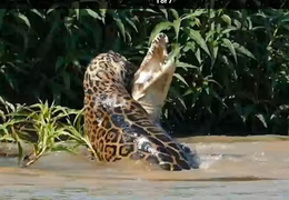 Báo đốm tung đòn độc, hạ gục cá sấu trong chớp mắt 