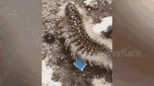 Video: Ngư dân bắt được sinh vật lạ trên biển ở Thái lan