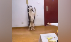 Chó sợ hãi bỏ chạy khi thấy sầu riêng