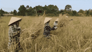 Video: Du khách xuống ruộng gặt lúa trải nghiệm làm nông dân