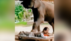 Chú voi massage phục vụ cô gái 