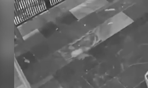 Chuột 'nhận hàng' giúp chủ nhà