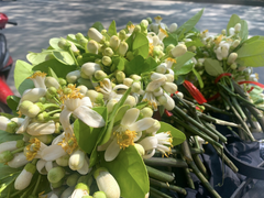 Xuống phố đầu mùa, hoa bưởi đắt như hoa nhập khẩu