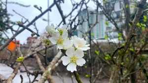 Bỏ tiền triệu chơi lê rừng sau Tết