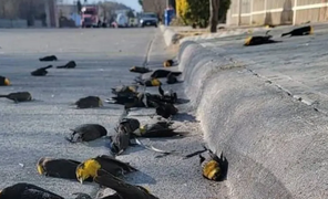 Kỳ quái cảnh tượng hàng trăm con chim lao đầu xuống đất