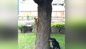 Chó bất lực đuổi sóc vòng quanh gốc cây