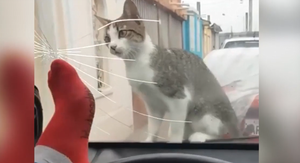 Chủ xe trả giá đắt khi trêu mèo