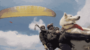 Video: Chú chó 7 tháng tuổi bay trên bầu trời bằng dù lượn