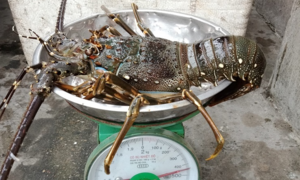 Tôm hùm 'tắc biên' phải quay đầu, bán giá rẻ