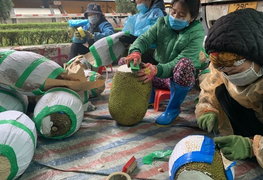 Nghề lạ 'hái ra tiền' ở cửa khẩu Lạng Sơn