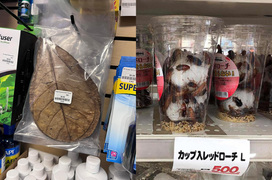 Khó tin các món hàng kỳ quặc bày bán ở siêu thị: Từ lá bàng cho tới gián sấy