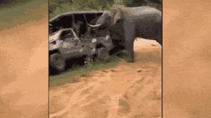 Video: Voi hoang dã húc tung ô tô, du khách hoảng sợ