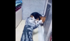 Chó giở trò ăn vạ khi bị mèo đánh