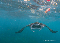 Ô nhiễm nhựa đại dương tăng gấp bốn lần vào năm 2050