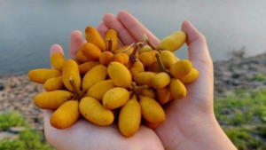 Quả dủ dẻ vàng ươm nổi tiếng ở Quảng Trị có vị ra sao mà người ở đây lại mê mẩn?