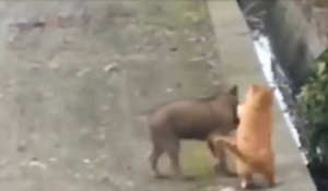 Gây sự với mèo, cún con ngã xuống mương 