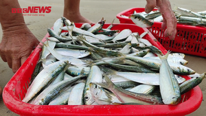 Video: Trúng đậm mùa cá trích, ngư dân Hà Tĩnh gỡ lưới mỏi tay