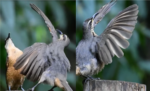 Chim đực 'tán gái' đến kiệt sức nhưng vẫn bị từ chối