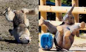 Phì cười trước những màn 'té sấp mặt' xứng đáng nhận 100 điểm hài hước