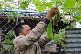 Bỏ phố về quê làm nông sản sạch, nông dân Quảng Bình ‘bỏ túi' hàng trăm triệu 