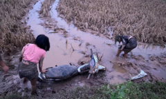 Cạn lời trước những pha lao xe xuống ruộng của 'người chơi hệ tắm bùn'
