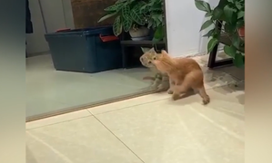 Mèo giật bắn người khi thấy mình trong gương