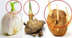 Gừng, tỏi, khoai mọc mầm có nên ăn không?