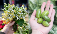 Tháng Ba ra Hà Nội, ngoài hoa bưởi và nhót xanh thì còn món ăn chơi nào ngon?