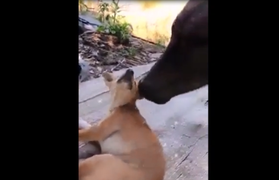 Chó chạy như tến bắn khi được trâu 'tán tỉnh'