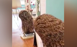 Cú mèo ngơ ngác khi thấy mình trong gương