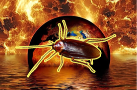 Biến đổi khí hậu giúp ‘đế chế’ gián ngày một phát triển, tiến hóa đáng sợ hơn