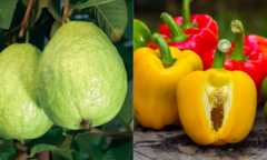 Giữa lúc cam quýt tăng giá, 5 loại trái cây giàu vitamin C được dịp lên ngôi