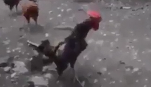 Gà trống gáy quá dài khiến người nghe đứt hơi