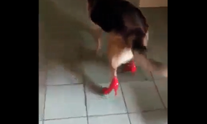 Chết cười xem chó tập tễnh đi giày cao gót