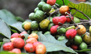 Hoài niệm chùm dâu da xoan, chua chua ngọt ngọt chứa cả bầu trời tuổi thơ