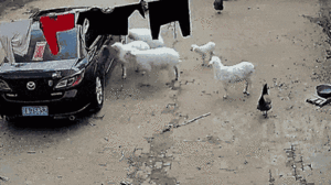 Video: Cừu liên tục húc đầu vào ô tô
