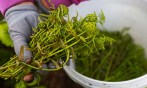 Rau choại, năn bộp và 3 loại rau lạ, ăn một lần nhớ mãi của miền Tây