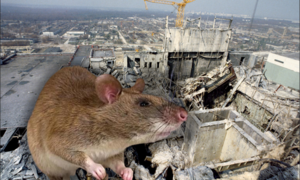 Bí ẩn lời đồn chuột đột biến khổng lồ ăn thịt người sau vụ nổ hạt nhân Chernobyl