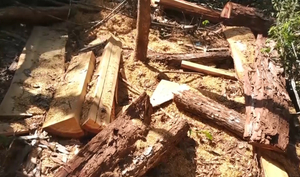 Khẩn trương điều tra vụ khai thác trái phép gỗ Pơ mu quý hiếm ở Đắk Lắk