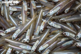 Ảnh: Ngư dân Hà Tĩnh trúng đậm hàng chục tấn cá cơm