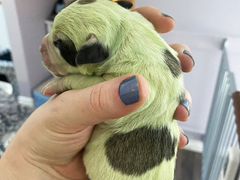 Chó con lông màu xanh cực hiếm, 10.000 con mới có 1