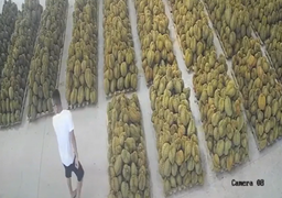 Đau điếng khi vấp ngã trên đống sầu riêng