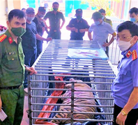 Người đàn ông nuôi nhốt 14 con hổ trong hầm nhà bị phạt 7 năm tù