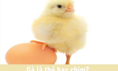 Câu hỏi ngớ ngẩn 'Gà là thú hay chim' nhận nhiều đáp án sốc