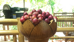 Trái da đá - đặc sản độc nhất vô nhị, muốn ăn phải tìm đến Ninh Thuận mới có