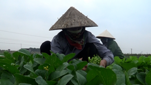 Video: Vựa rau lớn nhất Hà Nội được mùa, được giá