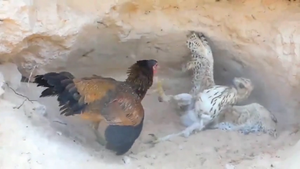 Video: Gà mẹ tung 'liên hoàn cước' hạ gục diều hâu