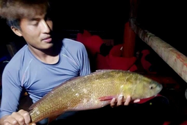 Ngư dân ở Hà Tĩnh bắt được cá 'lạ' gần 6kg nghi sủ vàng quý hiếm